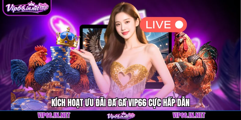 Kích hoạt ưu đãi đá gà VIP66 cực hấp dẫn